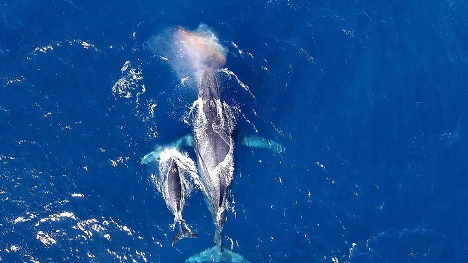 Okinawa Whale Watching From Naha excursion
