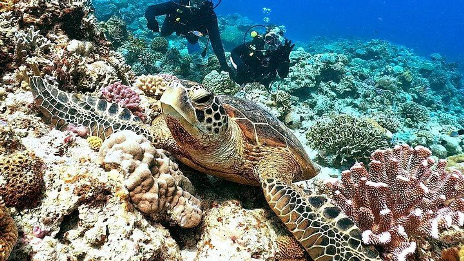Okinawa/Naha:Full-Day Kerama Island Experience Diving/Snorkeling excursion